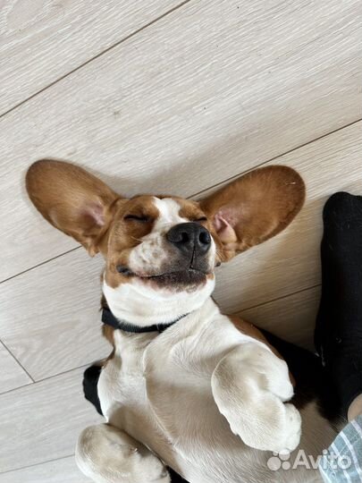 Вязка кобель бигль