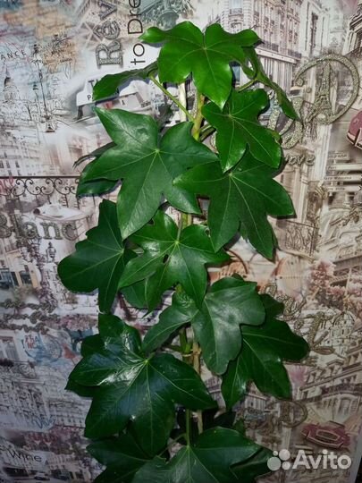 Фатсхедера