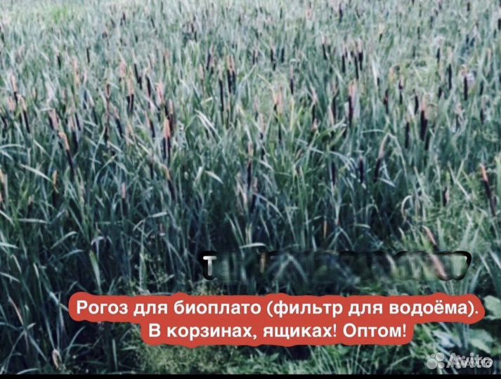 Камыш, Рогоз