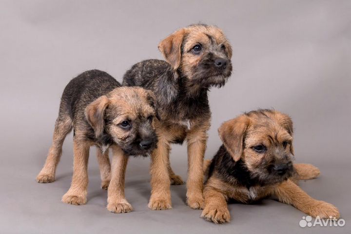 Щенки бордер терьера