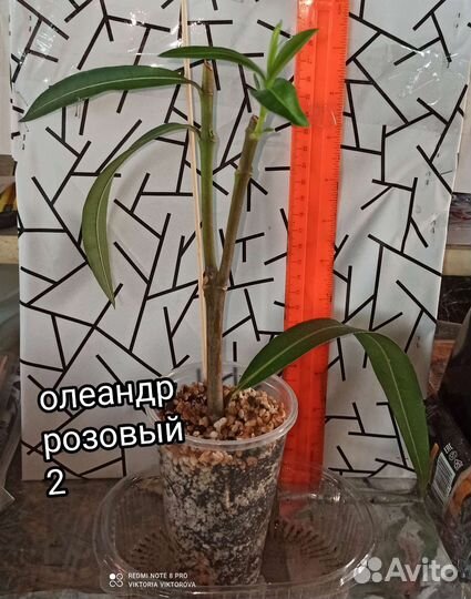 Олеандр розовый и малиновый