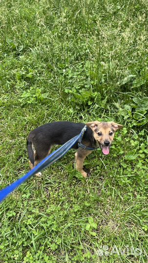 Щенок маленькой породы в добрые руки