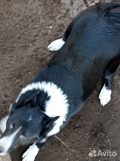 Лайка в добрые руки