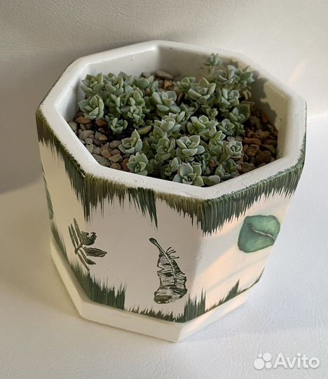 Граптоверия титубанс детки 2е фото