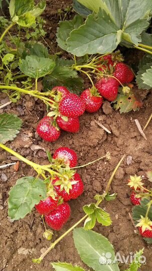 Рассада, Саженцы клубники