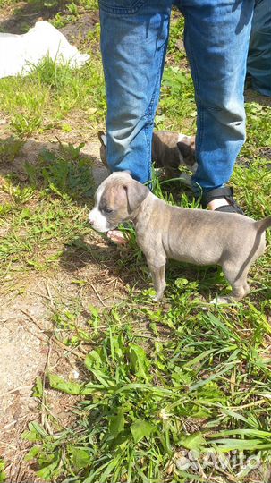 Стаффордширский терьер