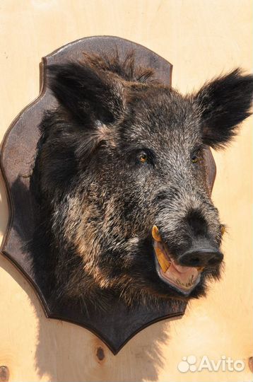 Чучело головы кабана