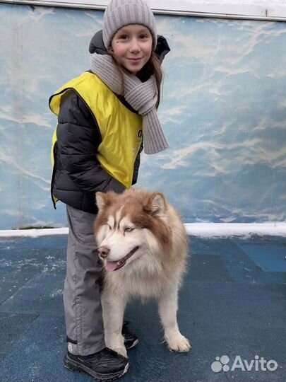 Выгульщик собак маленьких пород