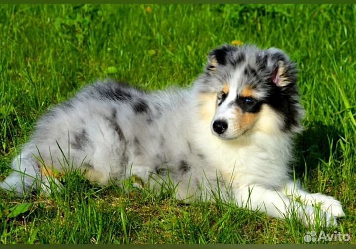 Колли мальчик