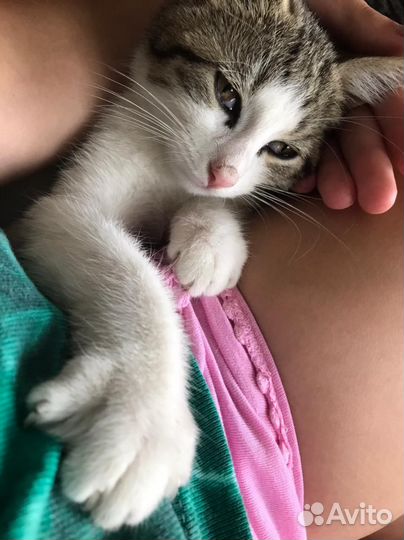 Котëнок девочка