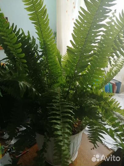 Папоротник