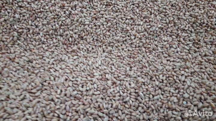 Семена озимой пшеницы