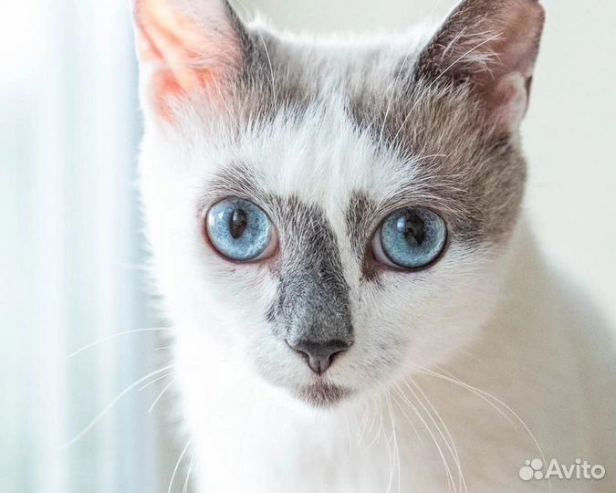 Кошечка в добрые руки