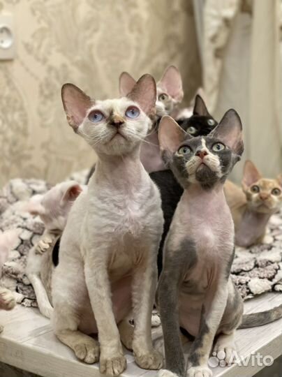 Девон-рекс кошка