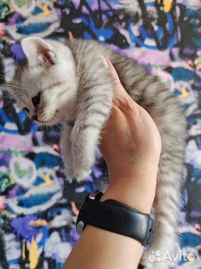 Шотландские котята скотиш страйт