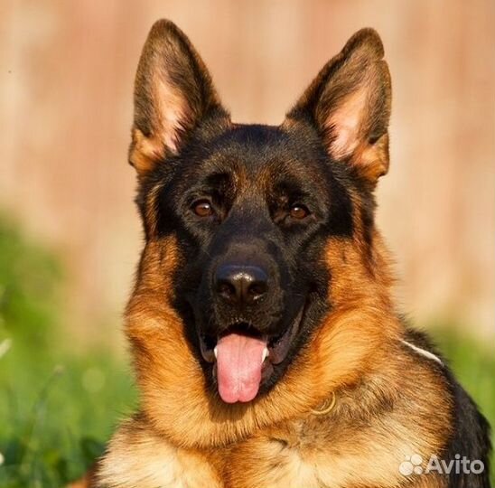 Немецкая овчарка