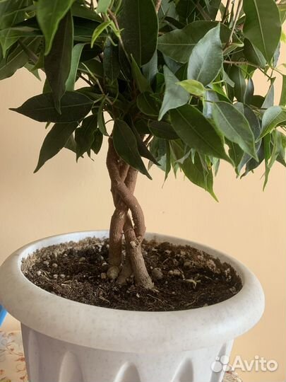 Фикус бенджамина