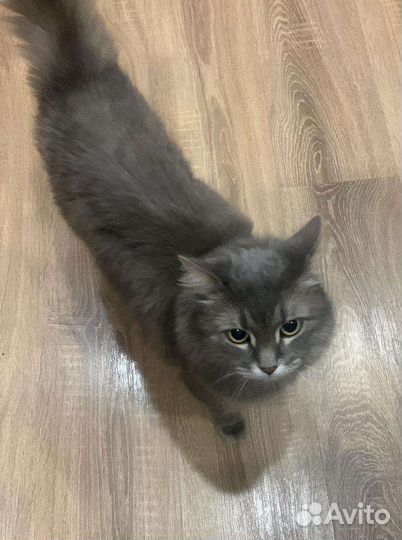 Отдам кошку в добрые руки