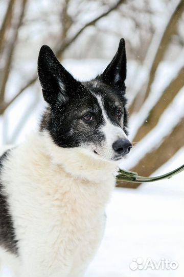 Пёс Тимон в добрый руки