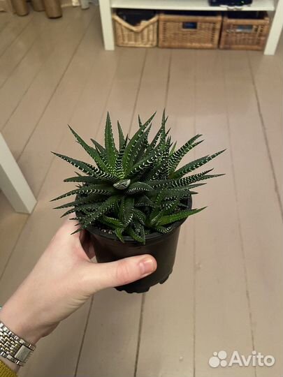 Суккуленты