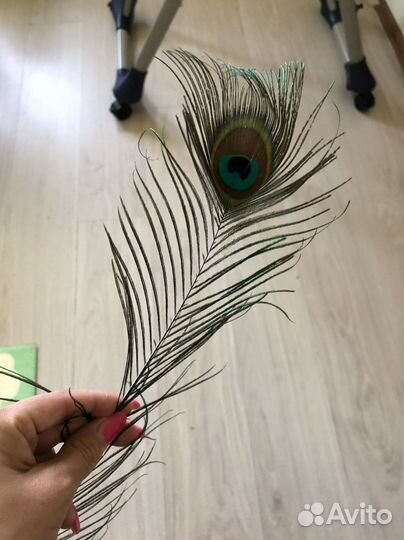 Перо павлина