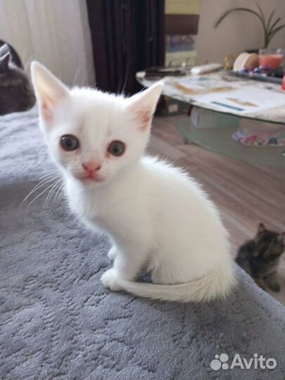 Британские котята