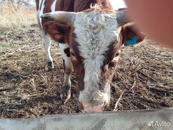 Быки на мясо