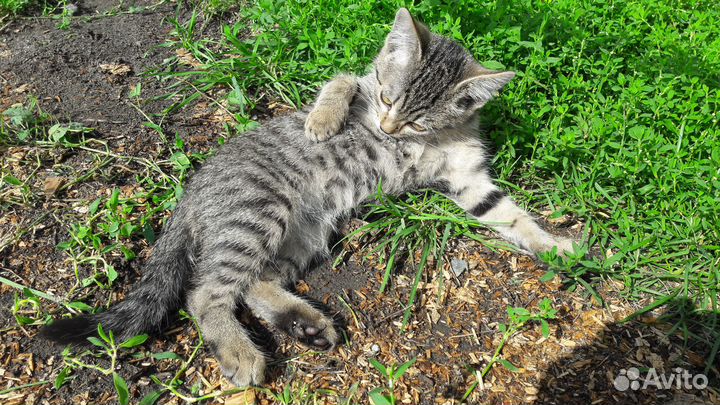 Котенок в добрые руки