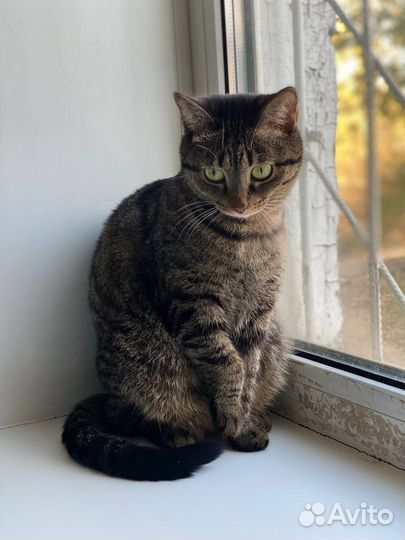 Молодая кошечка