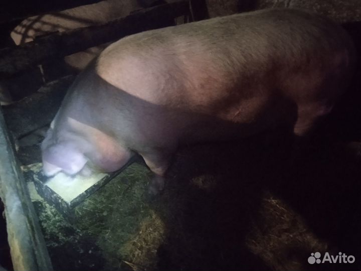 Свиноматки