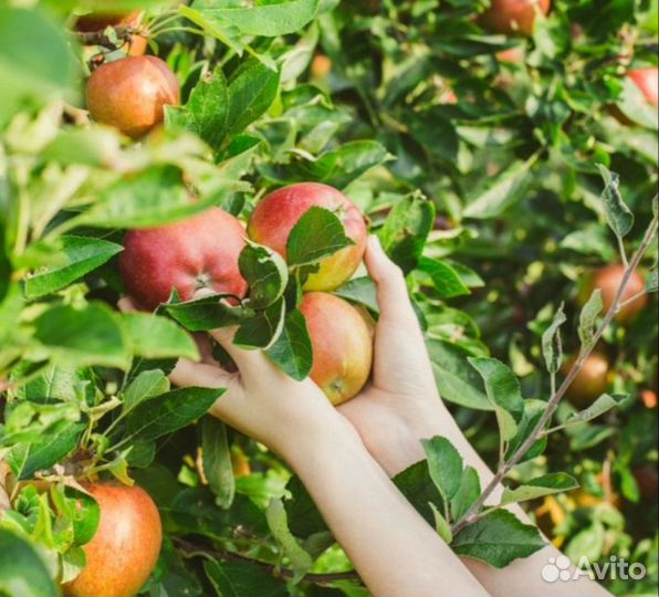 Сборщик яблок