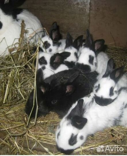 Продам крольчат