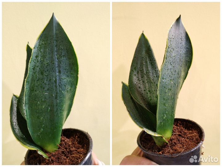 Сансевиерия