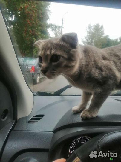 Котики бесплатно в добрые руки