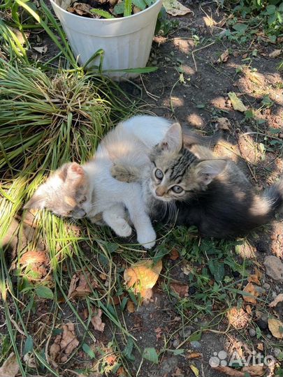 Котята в добрые руки даром