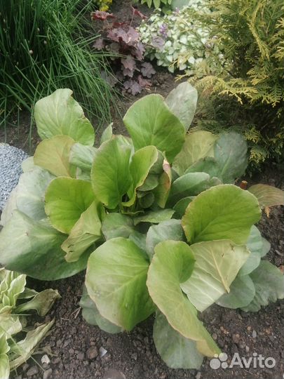 Яснотка, бадан, декоративный лук