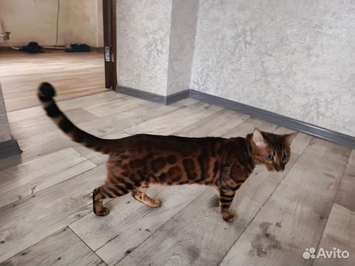 Бенгальская