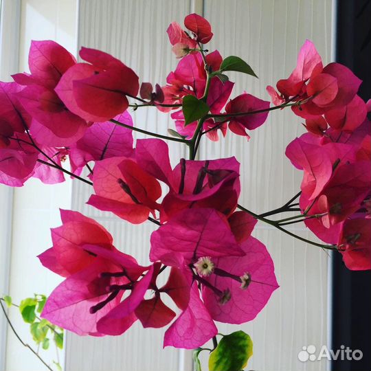 Бугенвиллия