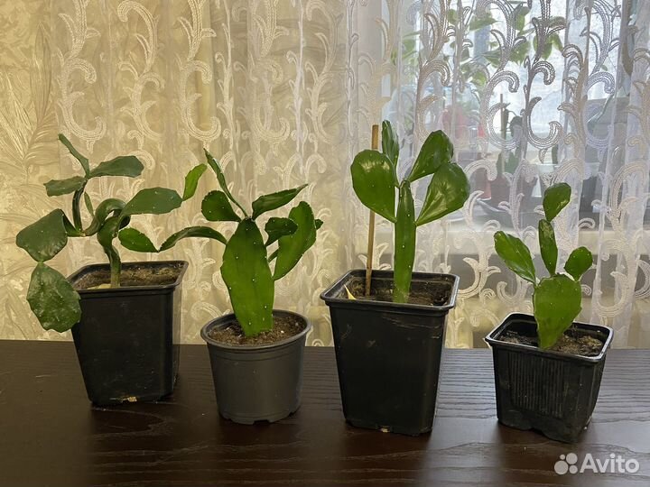 Кактус опунция