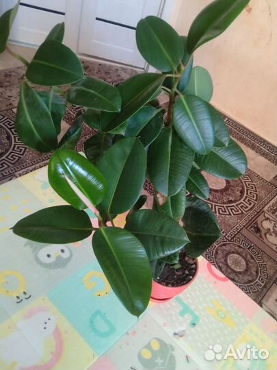 Комнатные цветы