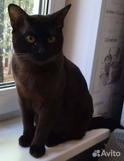 Вязка бурманский кот