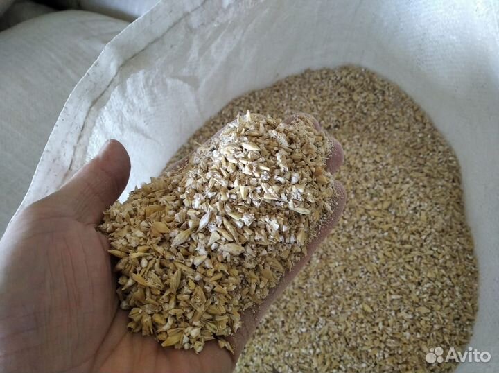 Ячмень плющенный