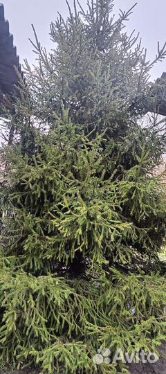 Ель новогодняя живая