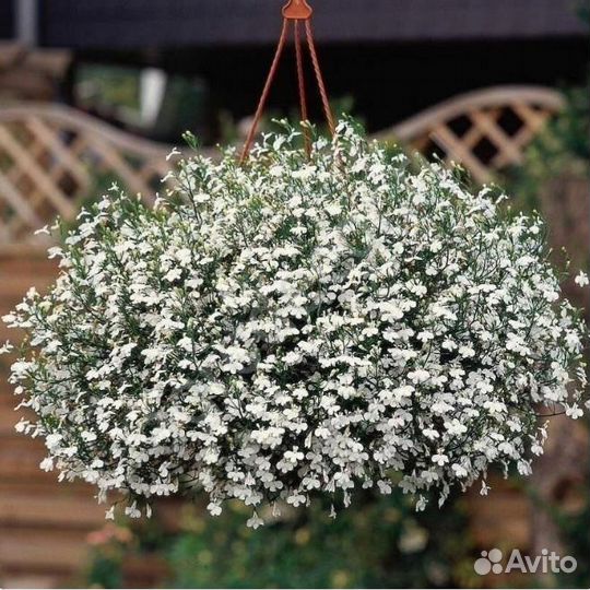 Лобелия,гацания,гипсофила,статица