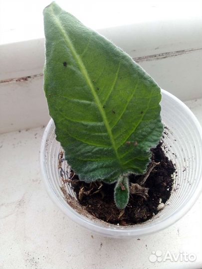 Стрептокарпусы,бегонии декоративно лиственные