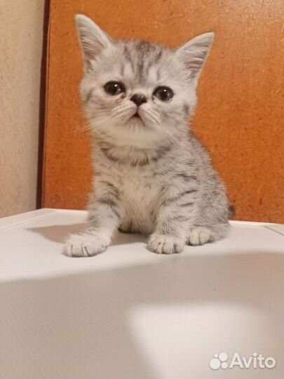 Экзотический короткошерстный котик