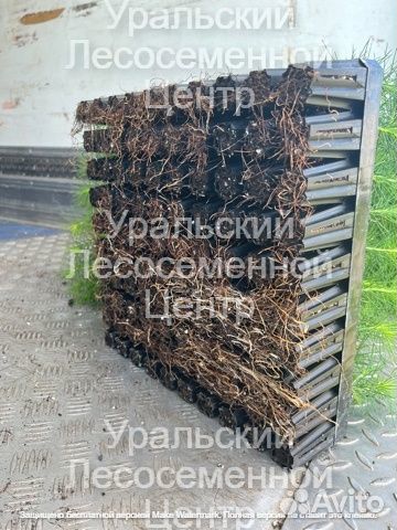 Сеянцы сосны, ели зкс от производителя