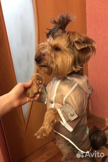 Дождевик для средней собаки