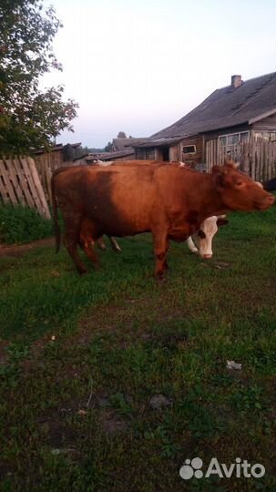 Корова стельная дойная