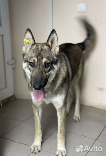 Собака в добрые руки